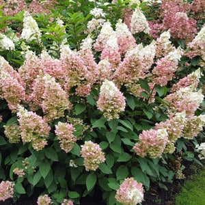 Candelabra&reg; Panicle Hydrangea - Nature Hills Nursery - #2 Container - 
