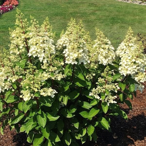 Candelabra&reg; Panicle Hydrangea - Nature Hills Nursery - #2 Container - 