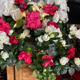 Candy Cane Azalea - Nature Hills Nursery - 6 Inch Container - 