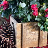 Candy Cane Azalea - Nature Hills Nursery - 6 Inch Container - 
