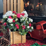 Candy Cane Azalea - Nature Hills Nursery - 6 Inch Container - 