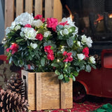 Candy Cane Azalea - Nature Hills Nursery - 6 Inch Container - 