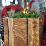 Candy Cane Azalea Topiary - Nature Hills Nursery - 6 Inch Container - 