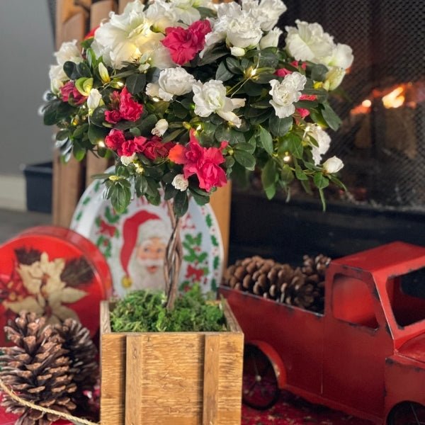 Candy Cane Azalea Topiary - Nature Hills Nursery - 6 Inch Container - 