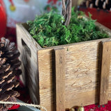 Candy Cane Azalea Topiary - Nature Hills Nursery - 6 Inch Container - 