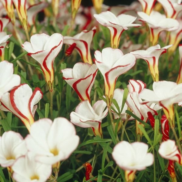 Candy Cane Sorrel - Nature Hills Nursery - 5 Pack Bulbs - 