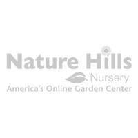 Candy Girl Prairie Mallow - Nature Hills Nursery - #3 Container - 