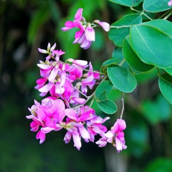 Candy Girl Prairie Mallow - Perennial - Nature Hills Nursery - 3 Container - 