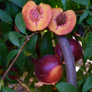 Candy Sprinkles Nectarine Tree - Nature Hills Nursery - Paper Pot 4 - 5 Feet - 