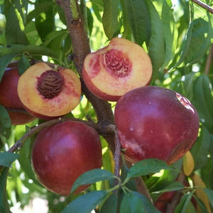 Candy Sprinkles Nectarine Tree - Nature Hills Nursery - Paper Pot 4 - 5 Feet - 