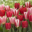 Candy Striper Tulip Blend