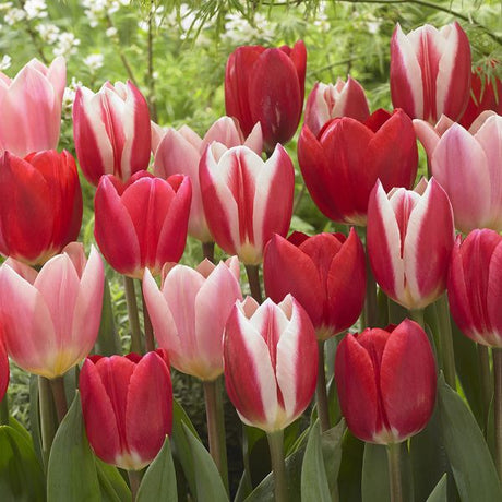 Candy Striper Tulip Blend