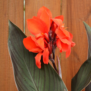 Cannova Bronze Orange Canna Lily displaying vivid orange blooms above dark bronze-green foliage against a wood fence.