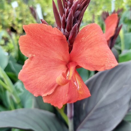 Cannova Bronze Orange Canna Lily showing a vibrant coral-orange bloom with dark burgundy buds and deep bronze-green foliage.
