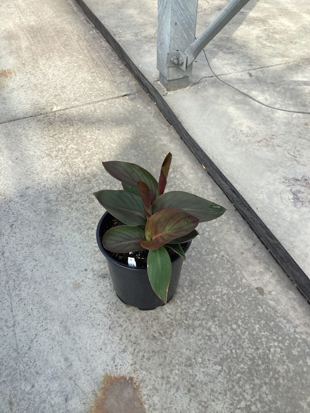 Cannova® Bronze Peach Canna Lily (Canna 'Cannova Bronze Peach') plant, crop photo - Apr 9, 2026