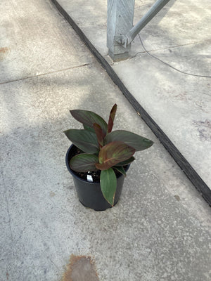 Cannova® Bronze Peach Canna Lily (Canna 'Cannova Bronze Peach') plant, crop photo - Apr 9, 2026