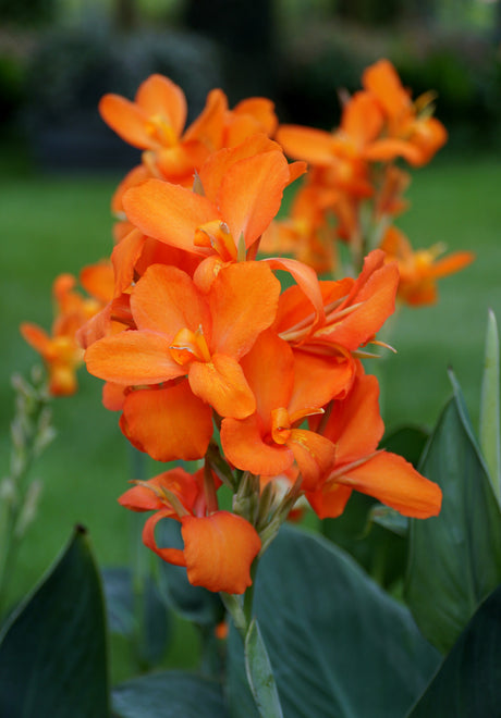 Cannova Orange Shades Canna Lily displaying vivid orange blooms clustered on upright spikes above broad green foliage.