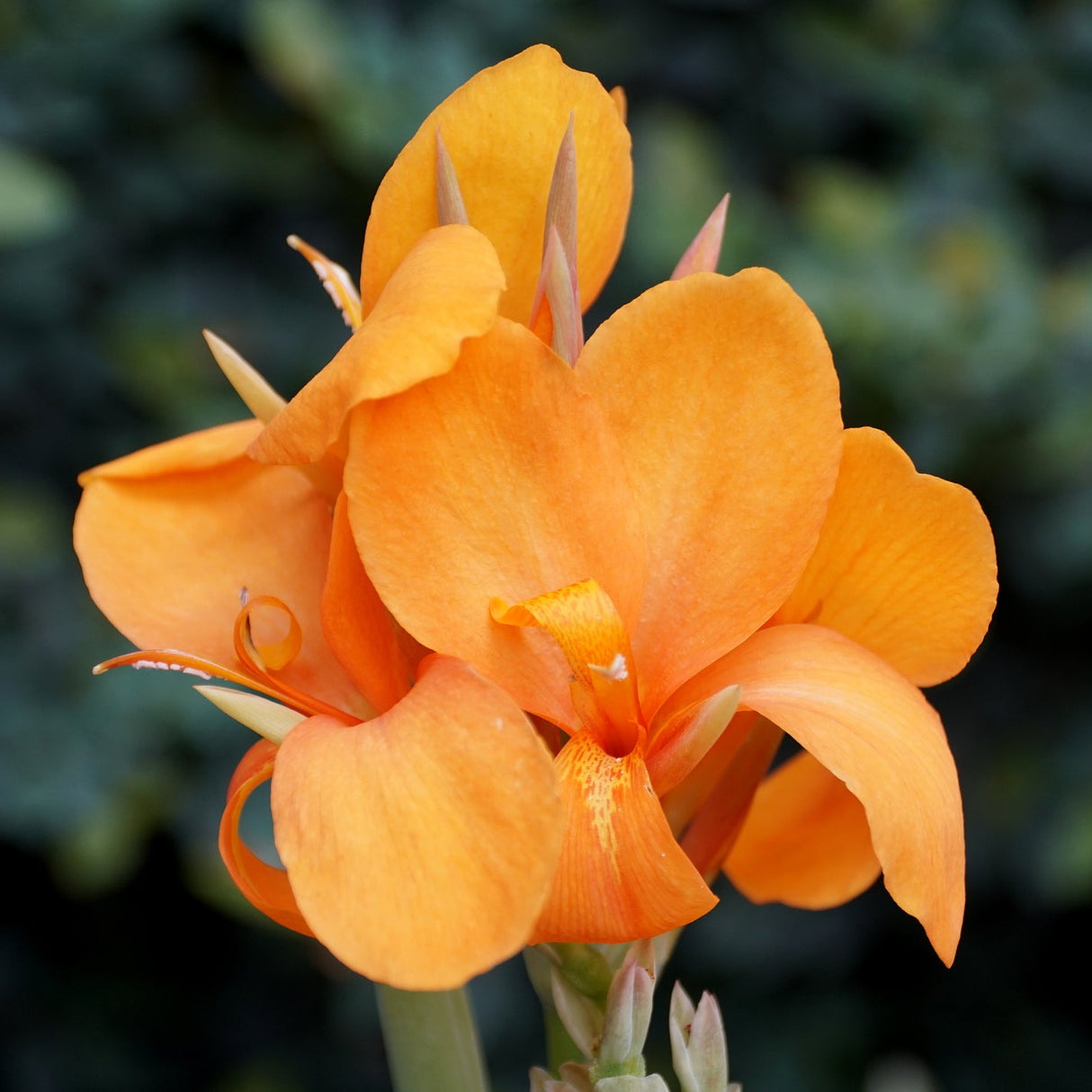 Cannova Orange Shades Canna Lily displaying vibrant clusters of ruffled orange blooms and pointed buds against dark foliage.