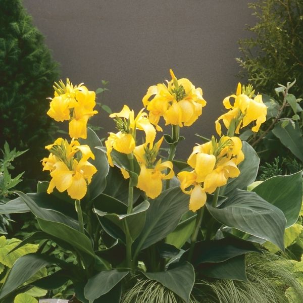 Cannova Yellow Canna Lily | Bright Tropical Blooms