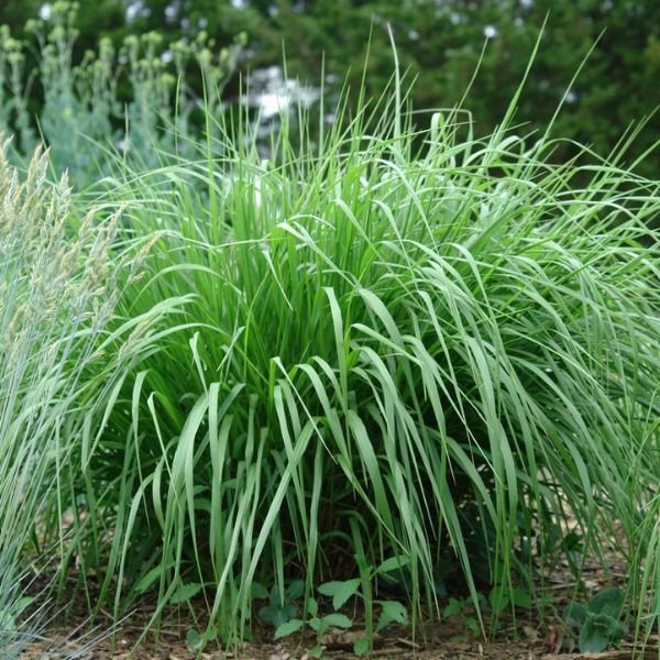 Cape Breeze Dwarf Switchgrass Foliage