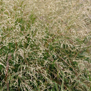 Cape Breeze Dwarf Switchgrass Close Up