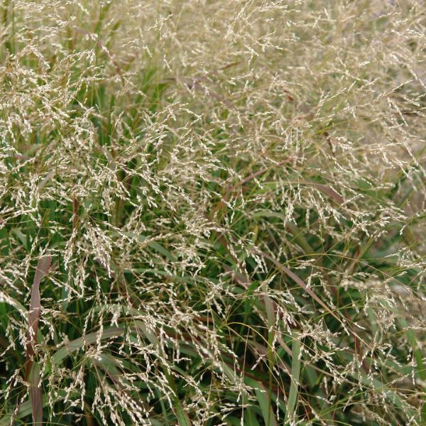Cape Breeze Dwarf Switchgrass Close Up