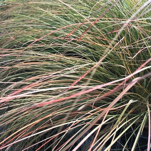 Cappuccino Sedge Grass - Nature Hills Nursery - #1 Container - 