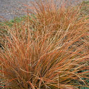 Cappuccino Sedge Grass - Nature Hills Nursery - #1 Container - 