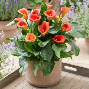 Captain Fuego Calla Lily - Nature Hills Nursery - 3 Pack Bulbs - 
