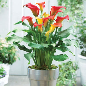 Captain Fuego Calla Lily - Nature Hills Nursery - 3 Pack Bulbs - 