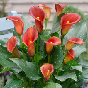Captain Fuego Calla Lily - Nature Hills Nursery - 3 Pack Bulbs - 