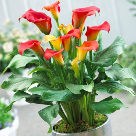 Captain Fuego Calla Lily - Nature Hills Nursery - 3 Pack Bulbs - 