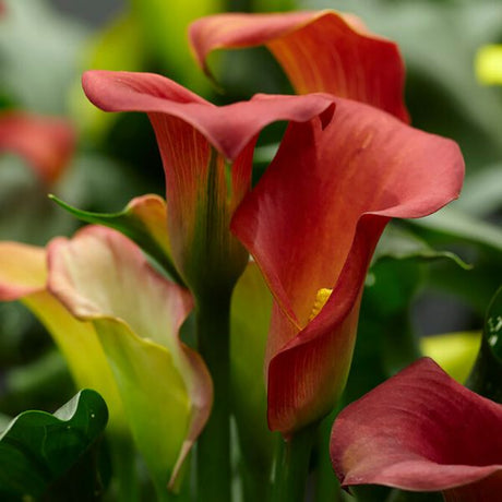 Captain Fuego Calla Lily - Nature Hills Nursery - 3 Pack Bulbs - 