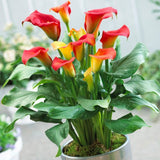 Captain Fuego Calla Lily