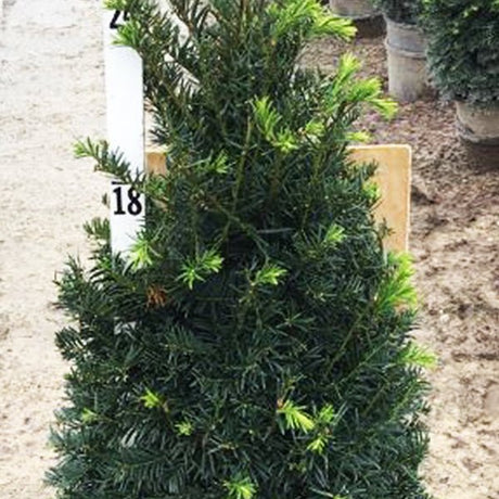 Pyramidal Taxus Yew Bushes for Sale | Evergreen Taxus Shrubs