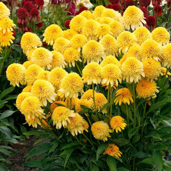 Cara Mia™ Yellow Coneflower - Perennial - Nature Hills Nursery - 1 Container - 