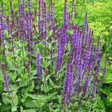 Caradonna Meadow Sage