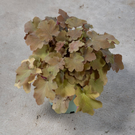 Heuchera Caramel Coral Bells displaying mounded bronze and amber foliage in a green nursery container.