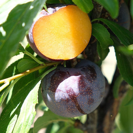Caramel Kiss Plum Tree