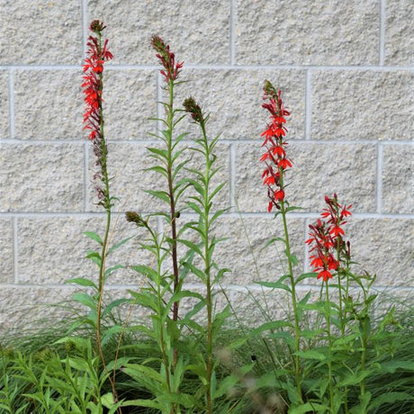 Cardinal Flower - Nature Hills Nursery - #1 Container - 
