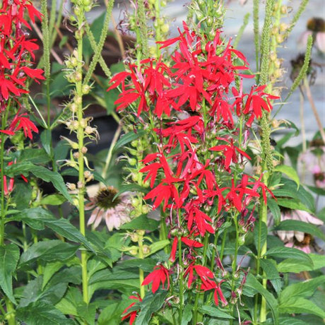 Close-up of red lobelia flowers on Cardinal Flower blooming in late summer to early fall.