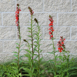 Perennial foliage of Cardinal Flower (Lobelia cardinalis) in a garden setting.