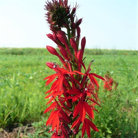 Cardinal Flower (Lobelia cardinalis), a perennial featuring red flowers and perennial.