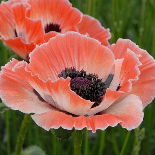 Carnival Poppy - Nature Hills Nursery - 3 Pack Bareroot - 