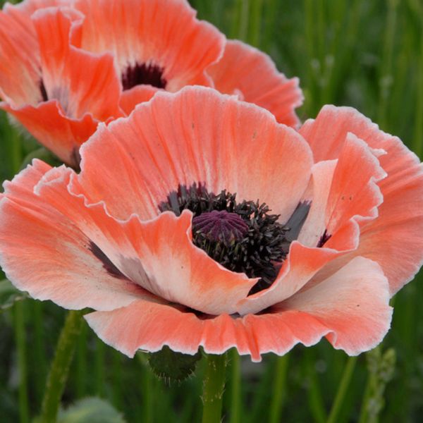 Carnival Poppy