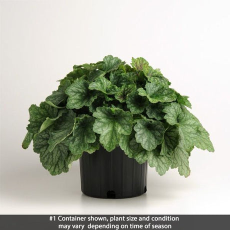 Carnival&trade; Cocomint Coral Bells - Nature Hills Nursery - #1 Container - 