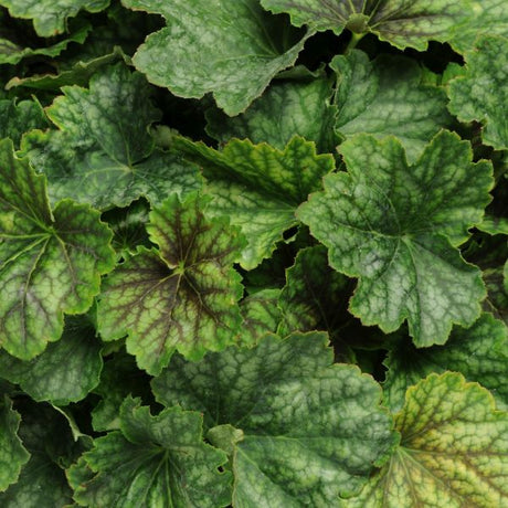 Carnival&trade; Cocomint Coral Bells - Nature Hills Nursery - #1 Container - 