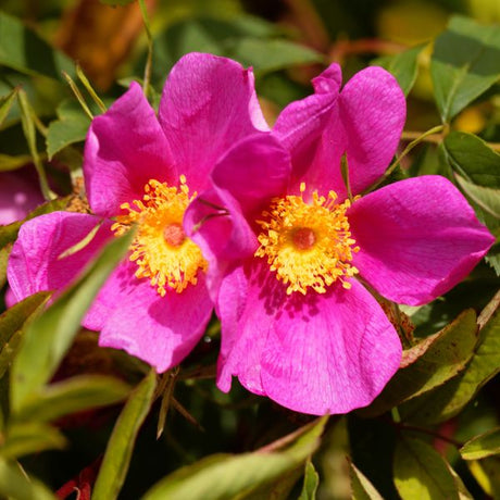 Carolina Rose - Nature Hills Nursery - #3 Container - 