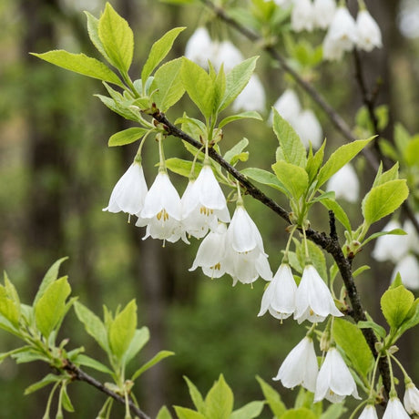 Carolina Silverbell tree branch covered in delicate white bell-shaped blooms alongside bright green spring foliage.