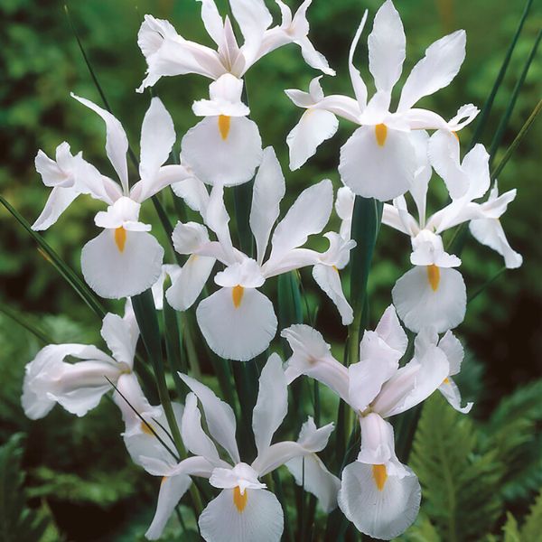 Casablanca Dutch Iris